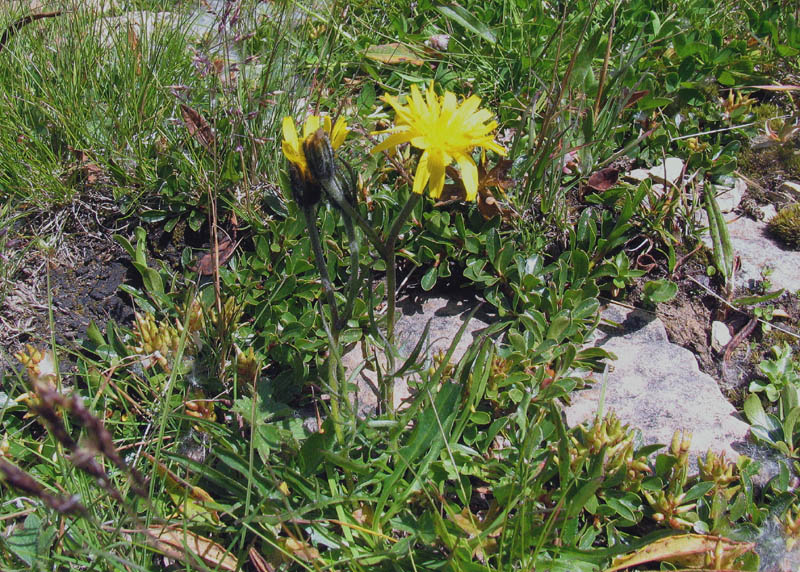 Scorzoneroides autumnalis (=Leontodon autumnalis) / Dente di leone ramoso